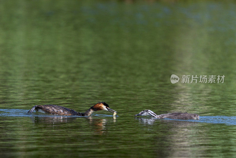 成年大凤头grebe (Podiceps cristatus)正在喂养雏鸟